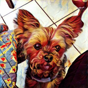 yorkie dog painting