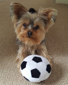 yorkie with soccer ball