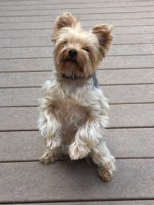 yorkshire terrier standing on two legs