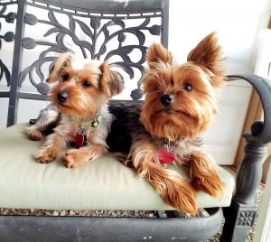 a pair of yorkie dogs
