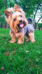 cute yorkshire terrier dog