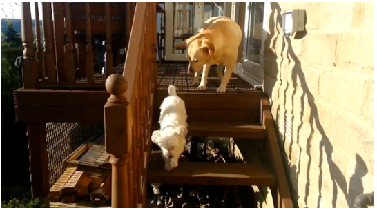 Dog Helps Labrador Friend Overcome Fear of Stairs