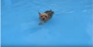 yorkies swimming in the pool