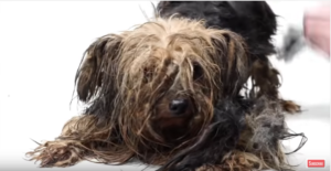 yorkie used for breeding his entire life gets an amazing transformation