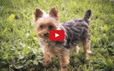 A Day In the Life of Piper the Yorkie