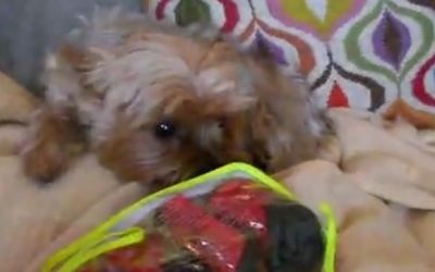 Beverly the Yorkie Gets New Boots!