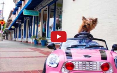 Cute Little Yorkie Drive Her Mini Car Around!