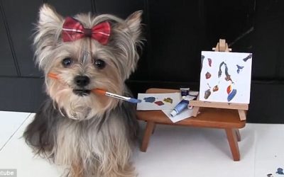 She’s One Amazing Yorkie… She’s Misa Minnie!