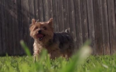 Oscar the Yorkie Really LOVES Bubbles!