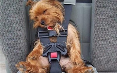 Cute Photos of Sleeping Yorkshire Terriers Caught in the Act