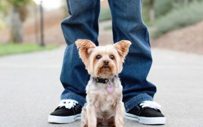 7 Awesome Yorkie Facts You Probably Didn’t Know