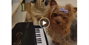 yorkie dog playing piano