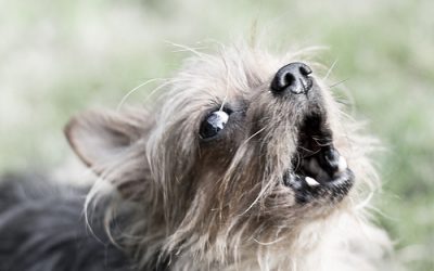 Types of Yorkie Barking