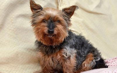 Meet Jack, Britain’s Oldest Dog That Still Gets Mistaken for a Puppy