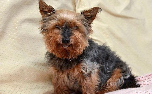 Jack-the-Yorkshire_3528238b | My Little Yorkie World