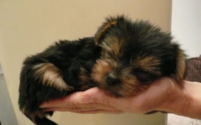 Taking Care of Your Newborn Yorkie Puppies