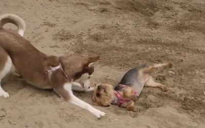 Yorkie Vs Husky – An Epic Battle of Cuteness