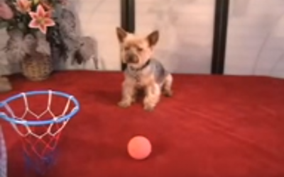 Jilli the Yorkie Does Some Awesome Dog Tricks