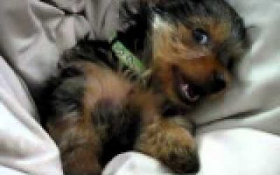 Cute Video of a Yorkie Not Ready to Get Out of Her Bed