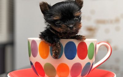 This Tiny Yorkshire Terrier Might Be the Smallest Puppy in the World!