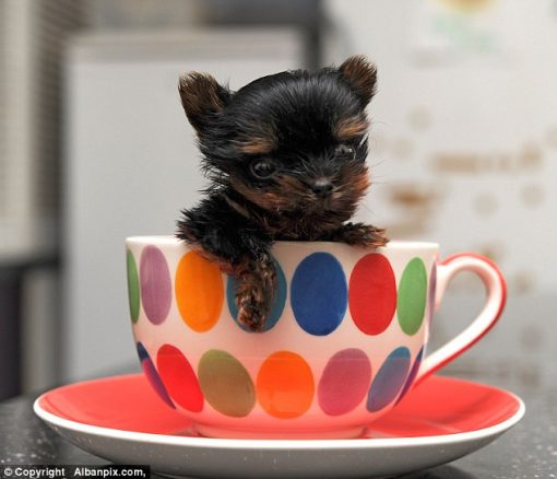 This Tiny Yorkshire Terrier Might Be the Smallest Puppy in the World ...