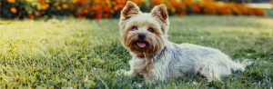 7 awesome Yorkie facts