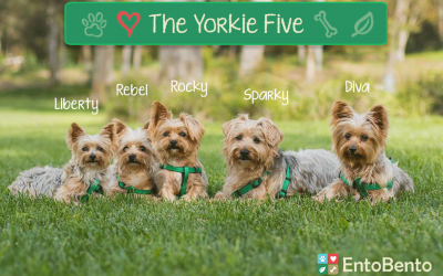 Move Over Jackson Five – Here Comes the Yorkie Five!