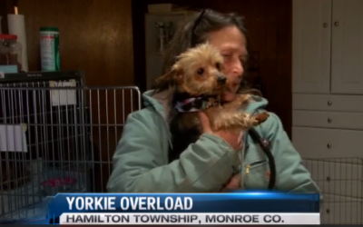 Local Shelter Overloaded with Yorkies