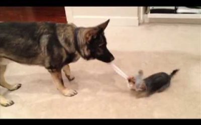 Yorkie and German Shepherd Plays Tug of War