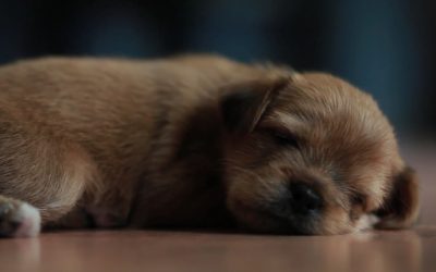 Lhasa the Yorkie Puppy