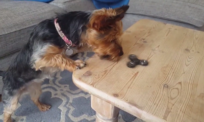 Yorkshire Terrier Mesmerized by a Fidget Spinner