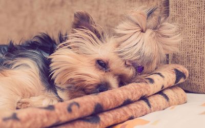 What To Do if Your Yorkie Has Diarrhea?