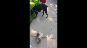 yorkie dog video
