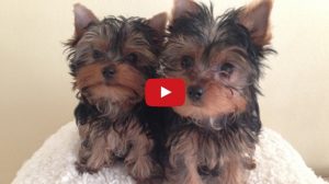 yorkie puppies video