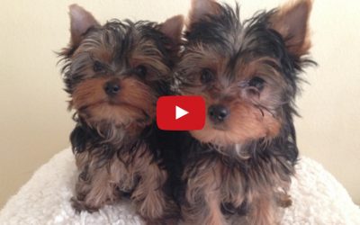 Funny Yorkie Puppies Lucy and Linus Playing :)