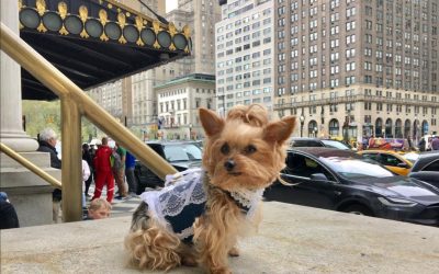 This Little Yorkie Stars In Her Own Pretty Woman Movie!