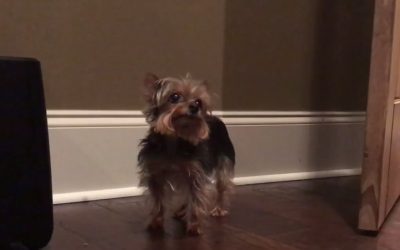 Yorkie Versus Door Stopper!  Who Will Win?