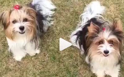 Synchronized Yorkie Turns!