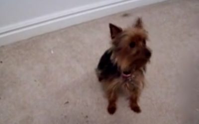 Is This the Best Trained Yorkie Ever?