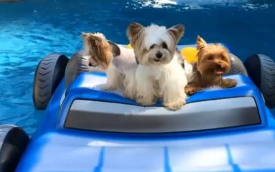 Yorkies Just Wanna Have Fun… On a Floating Raft!