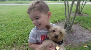 Little Boy and Yorkies