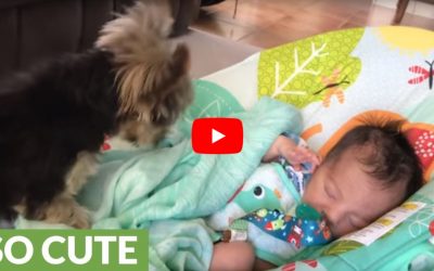 Max the Yorkie Tucks in His Baby Human Brother!