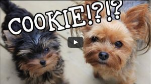 two yorkie puppies - cookies