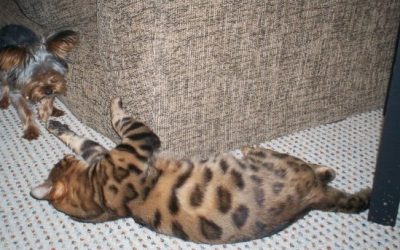 Tiny Yorkie Plays with Bengal Cat