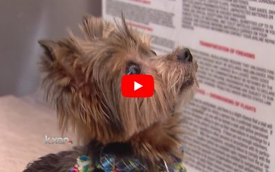 Happy Reunion for Yorkie Missing for Six Years!