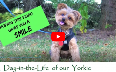 Funny Little Yorkie Dog Having Some Cute Puppy Fun