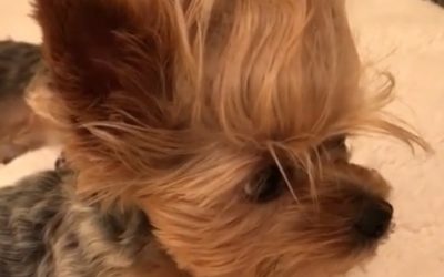 Yorkie Almost Falls Asleep, But Not Quite…