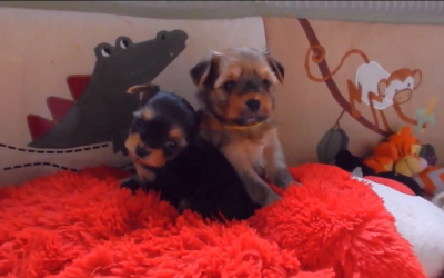 Five Week Old Yorkie Puppies!