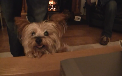 Meet George the Yorkie