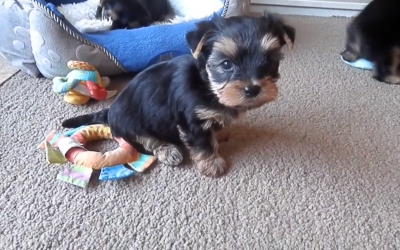 Cute Six Week Old Yorkie Puppies!